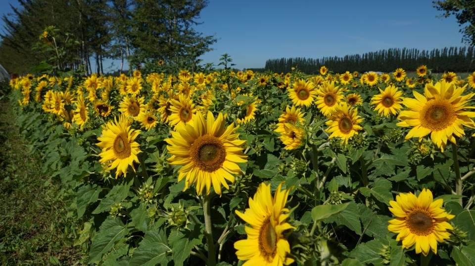 Tzu Chi sunflowers