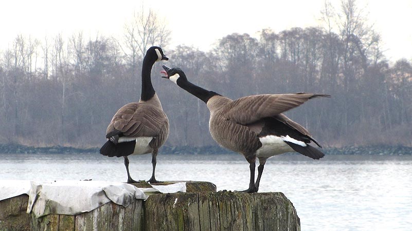 03geese