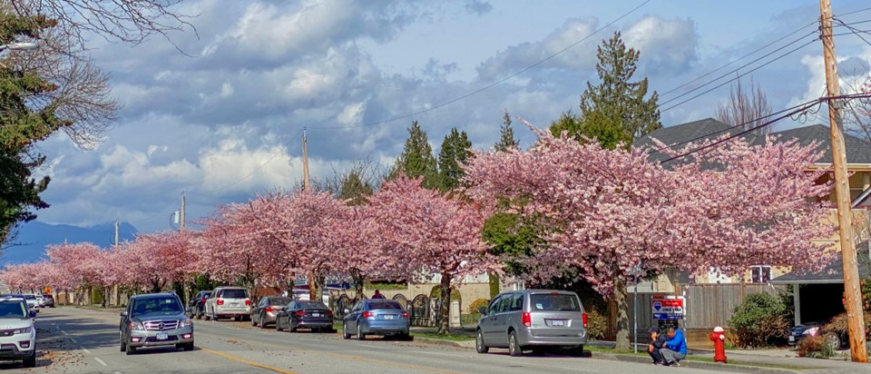 05cherryblossoms