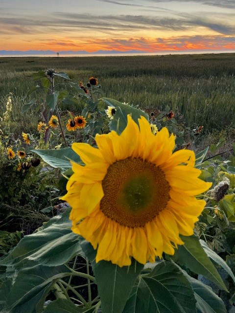 06sunflowersunset