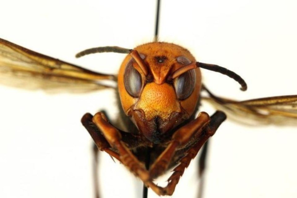 The Asian giant hornet is the biggest of its species in the world and is dangerous for the local bee population