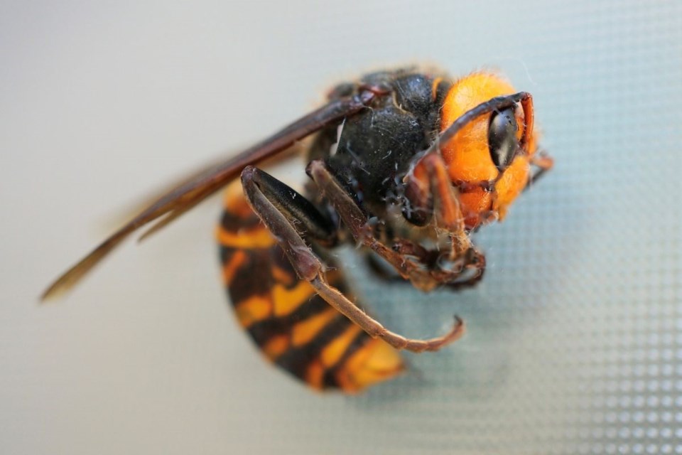 The Asian giant hornet is the biggest of its species in the world and is dangerous for the local bee population