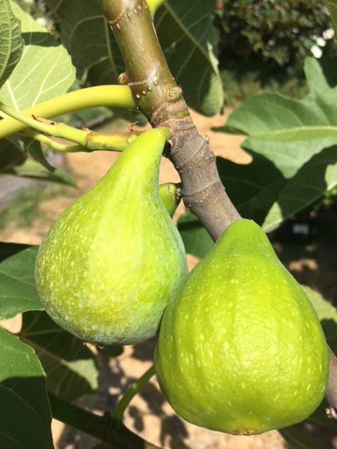 08figs