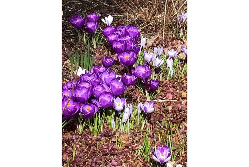 09crocuses