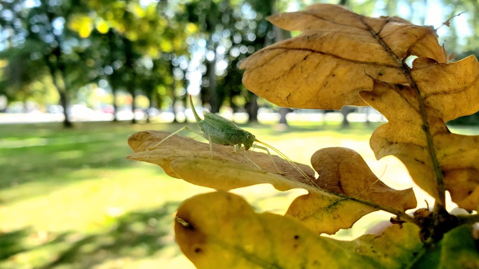 14grasshopper