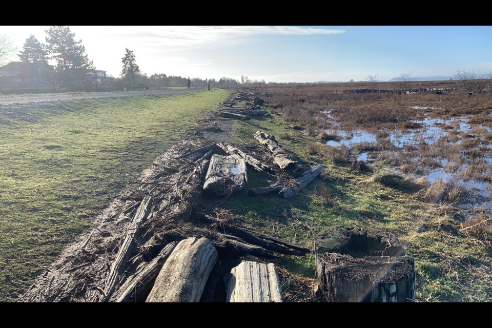 It appears logs may have been blown from the marsh onto the West Dyke Trail during the wind storm Tuesday night.