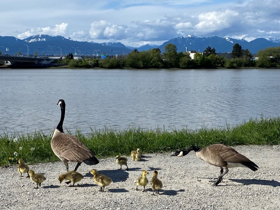 16goosefamily