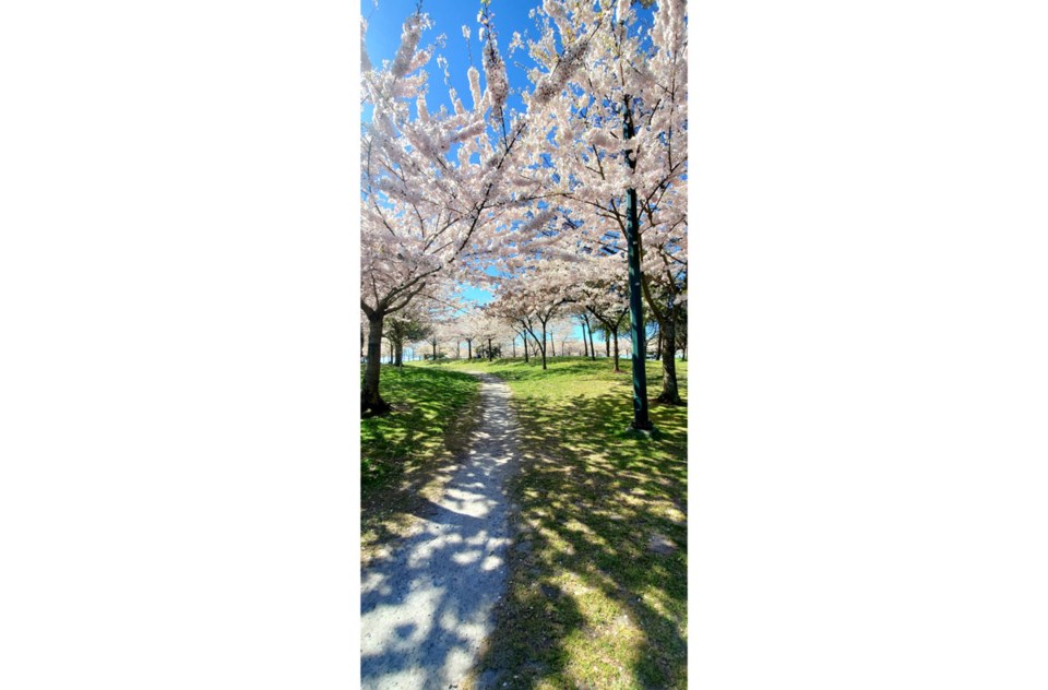 17cherryblossoms