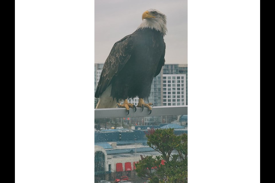 A bald eagle takes a break on a high-rise railing in Richmond's city centre