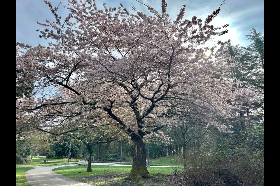 Giant cherry blossom tree at Minoru Park.