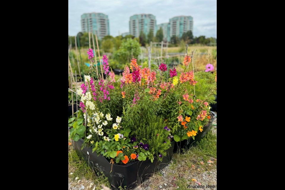 Summer blooms at Garden City Lands community garden.
