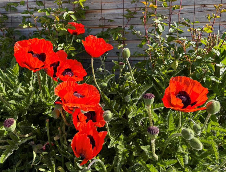 angie-lau-orange-poppies-britannia-shipyards