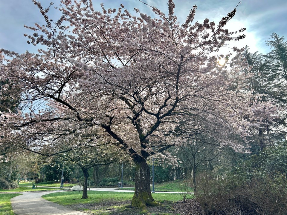 bessie-chum-cherry-blossom-minoru-park