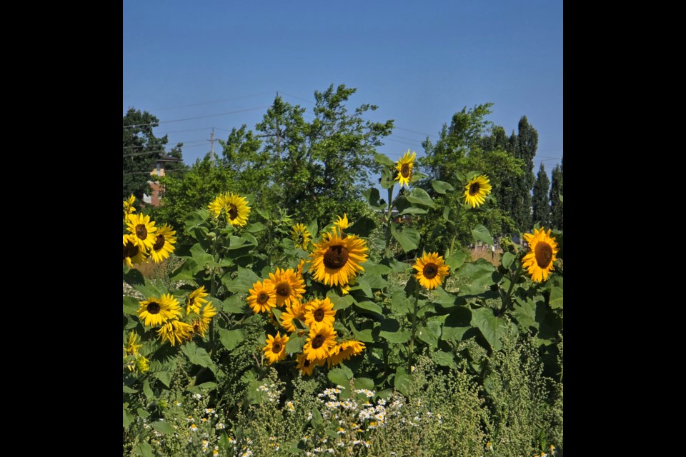 Sunflowers at Garden City Lands.