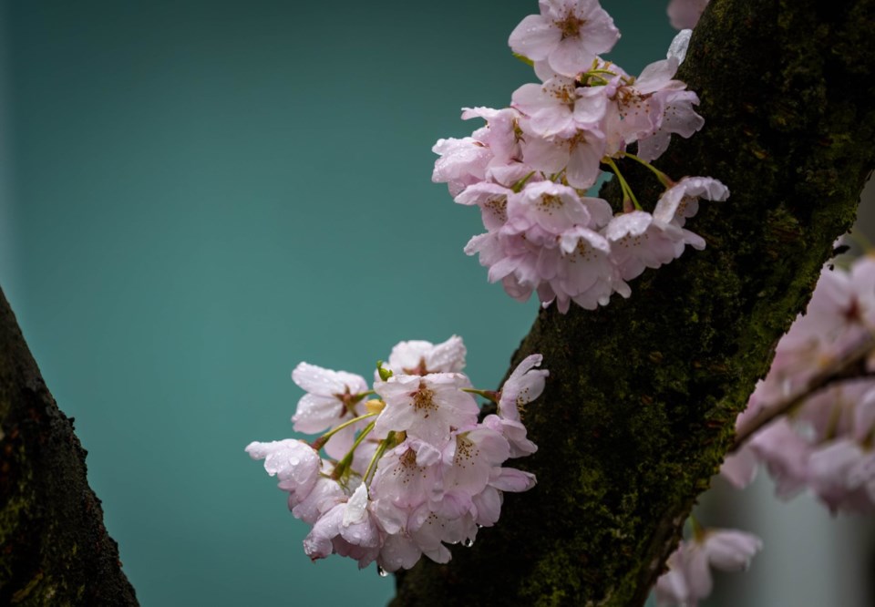 johnny-choi-cherry-blossom-rain-terra-nova