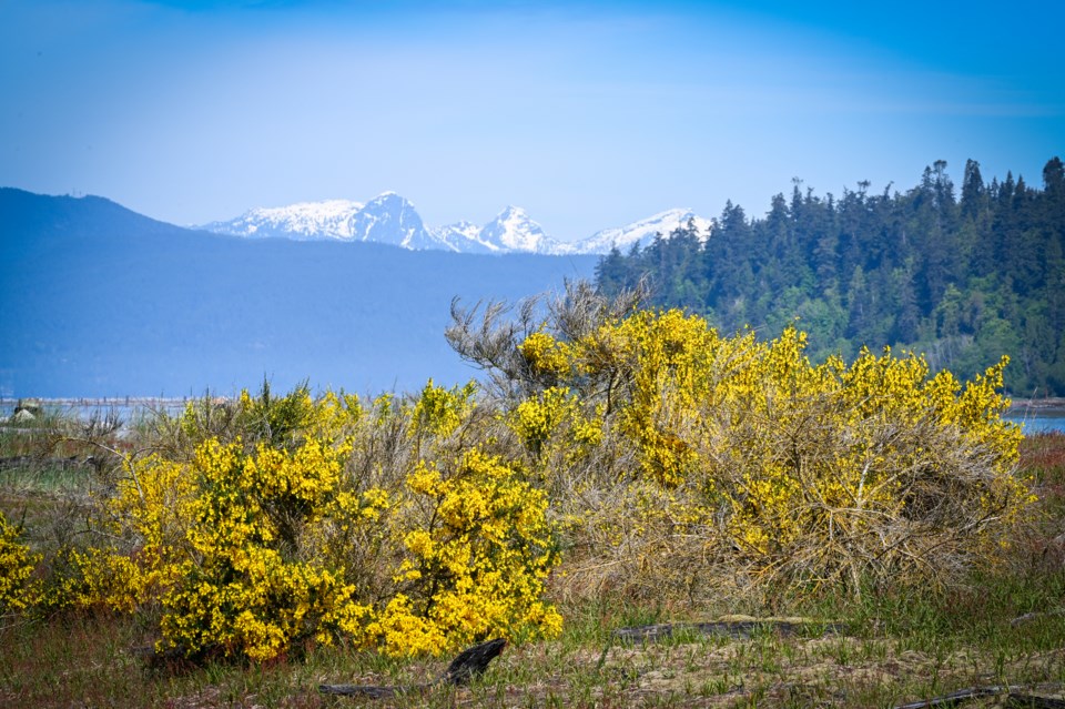 ngam-chua-field-of-yellow-common-broom-flowers-iona