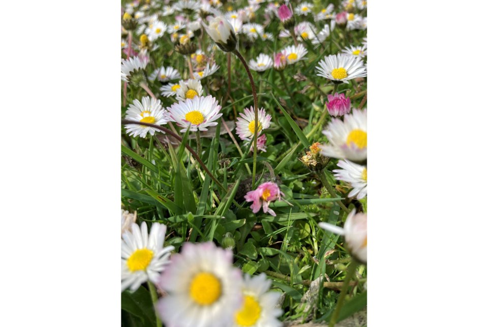 27daisies