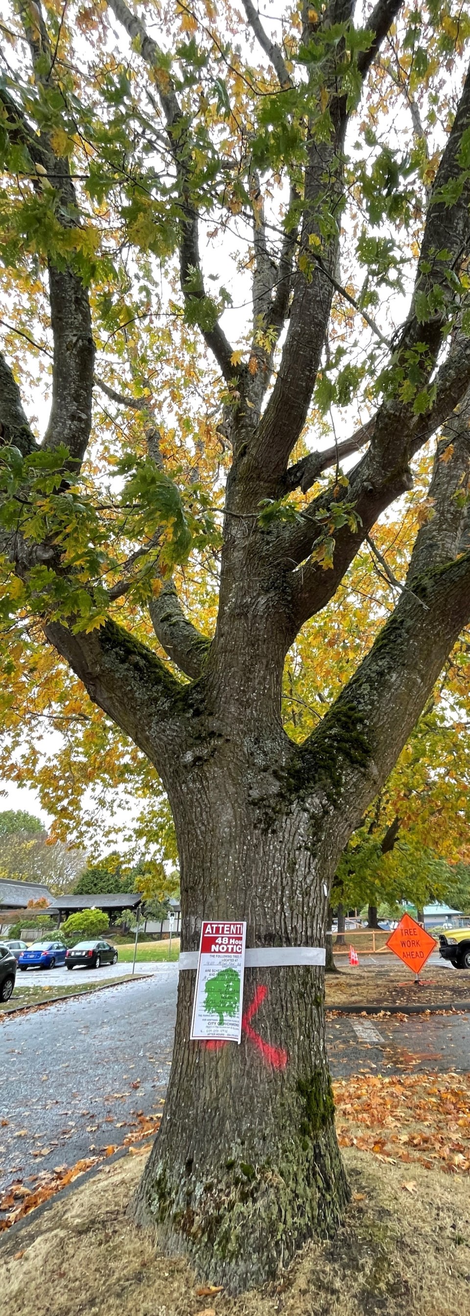 27lettertree