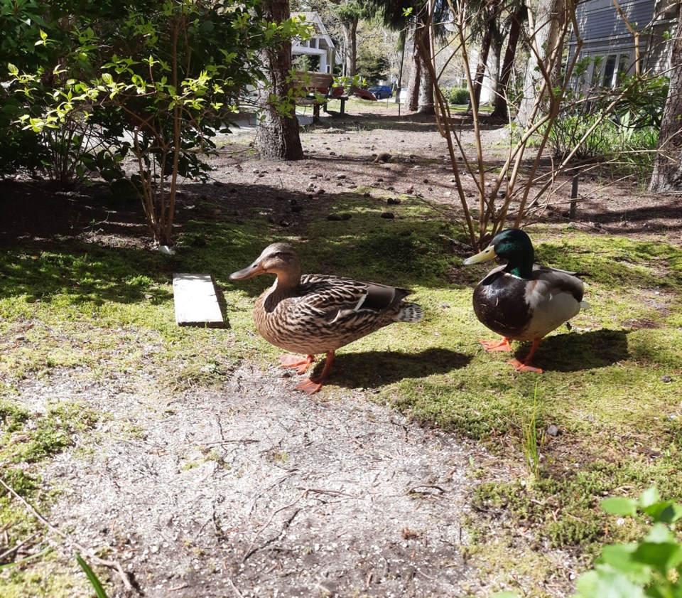 30ducksvisiting