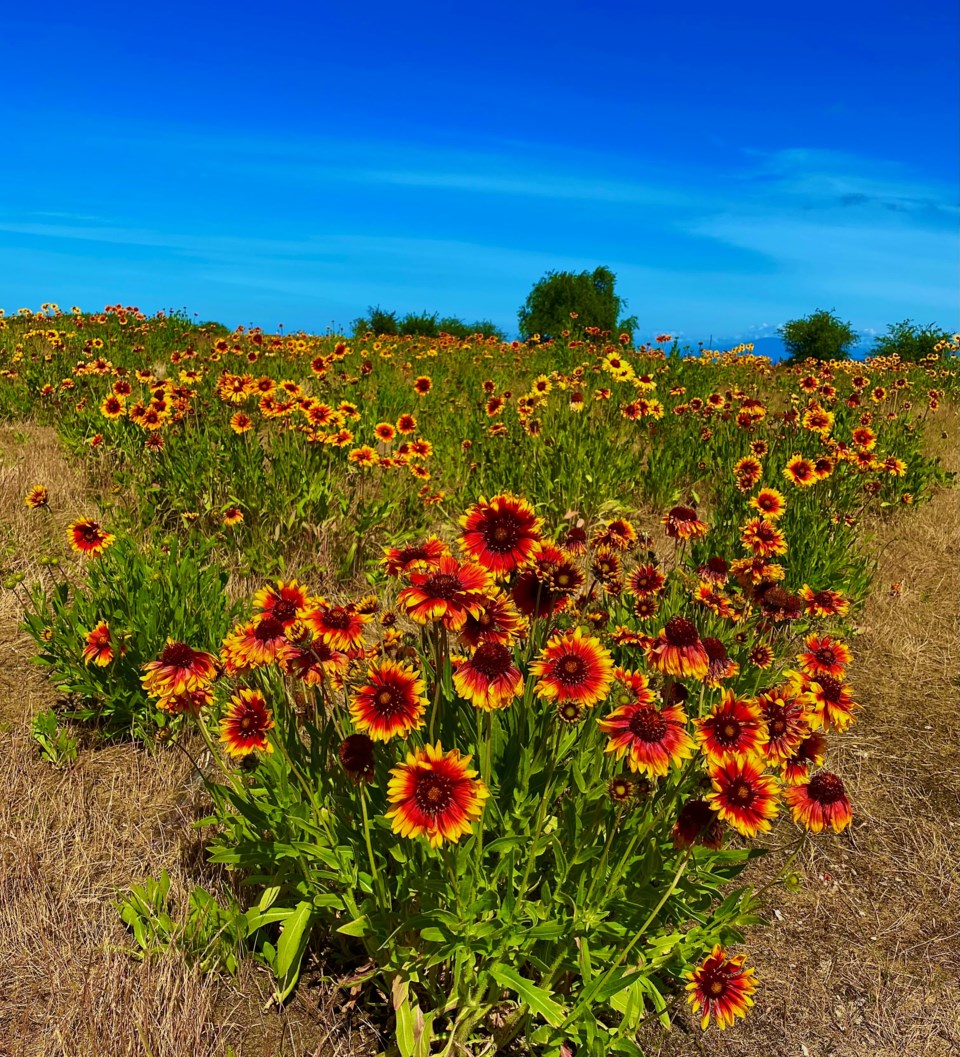 31orangeflowers