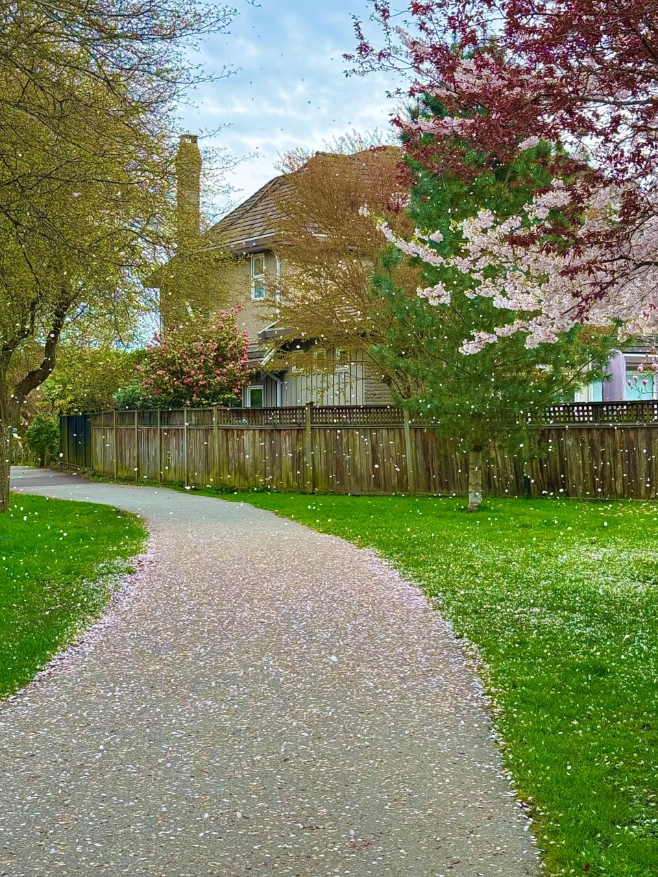 allisa-ritchie-cherry-blossom-rain-west-of-branscomb-court
