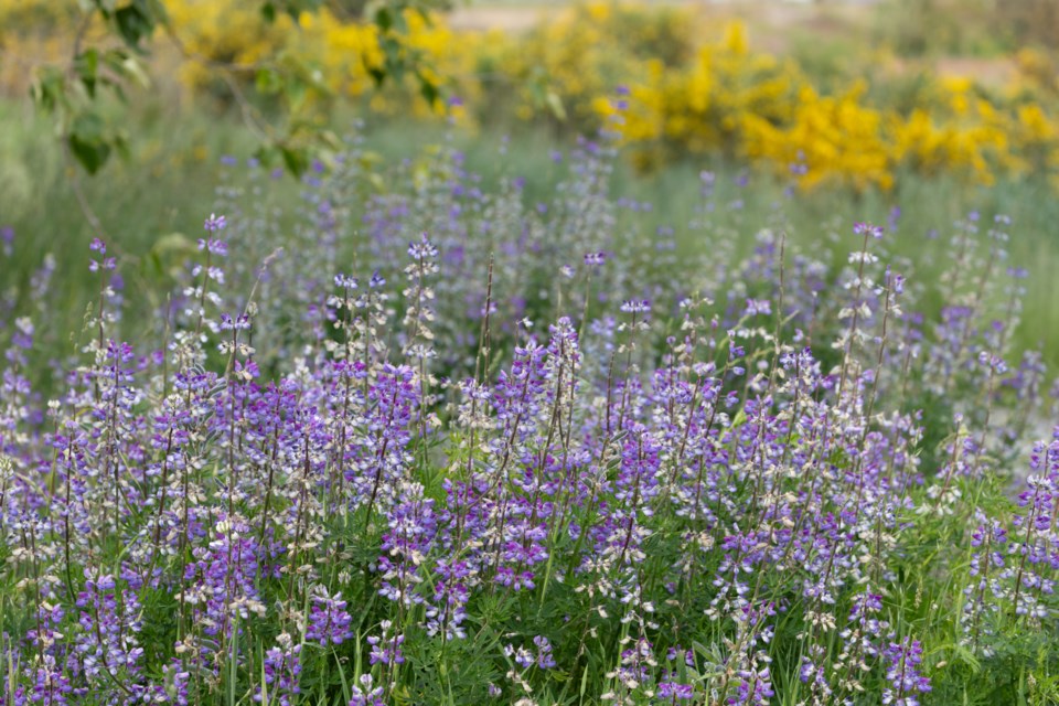 caroline-sayson-lupin-flowers-iona-beach-regional-park
