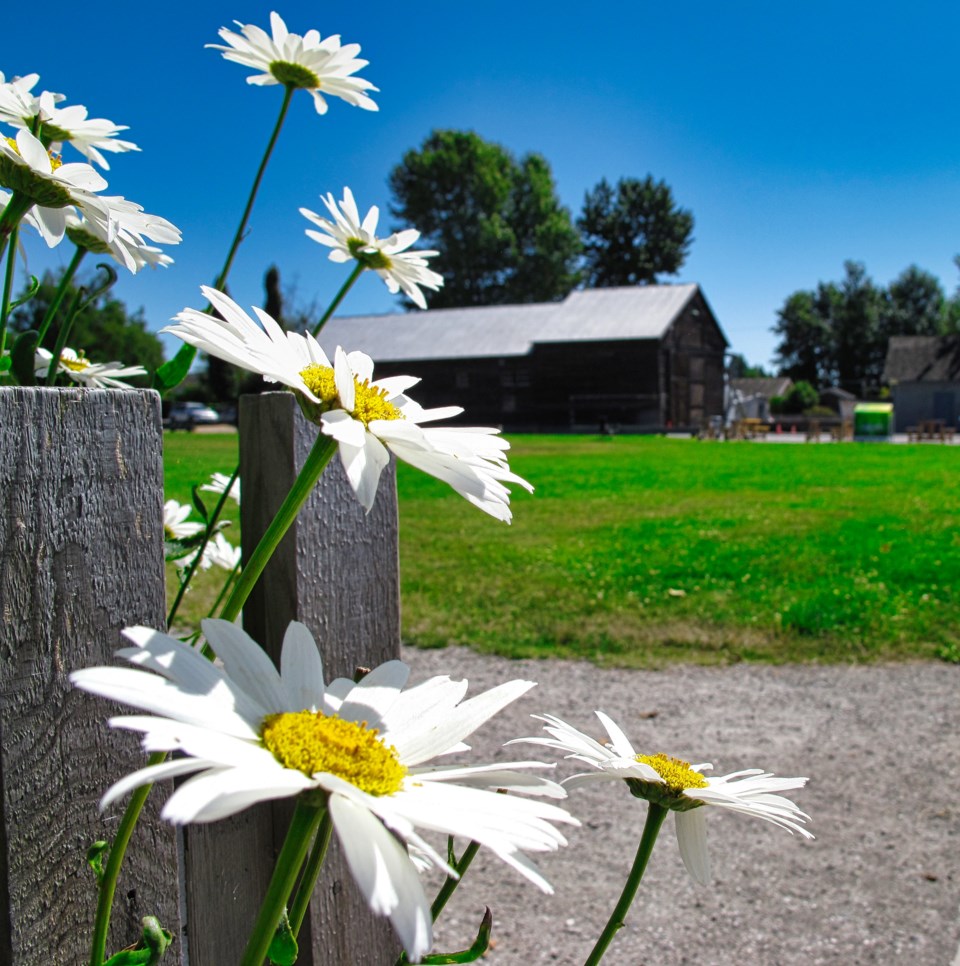 Daisies in Britannia