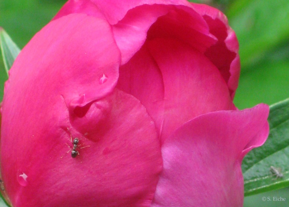 eiche-column-ants