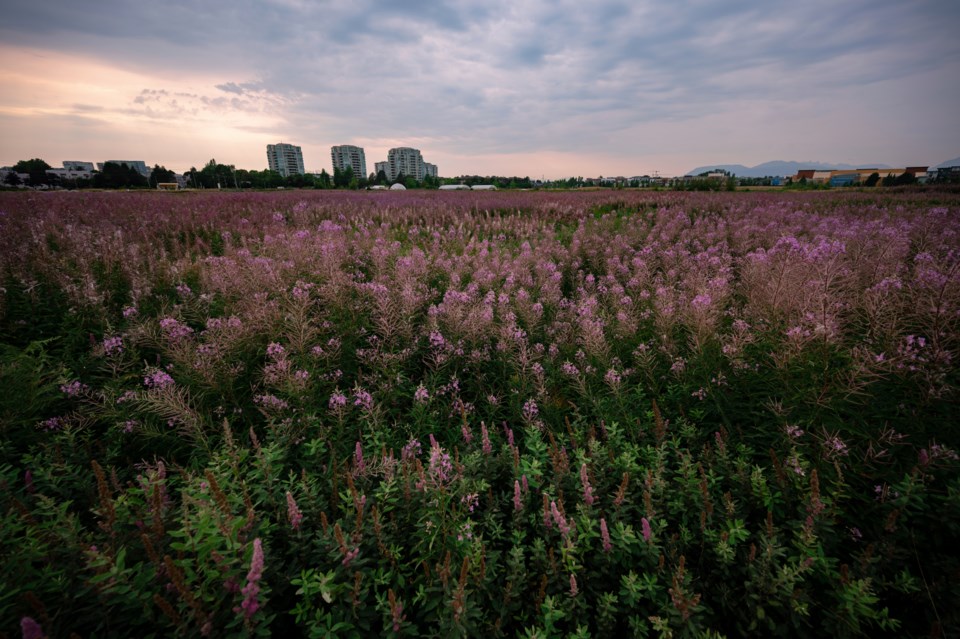 Garden City Land lavender field