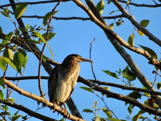 Green Heron