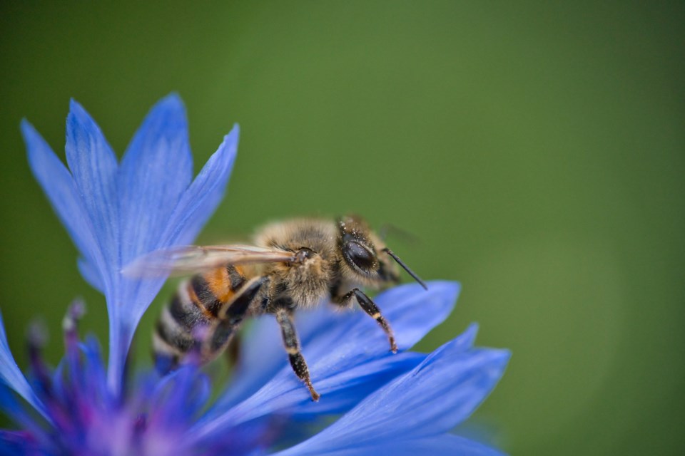 Honey bee on cornflower