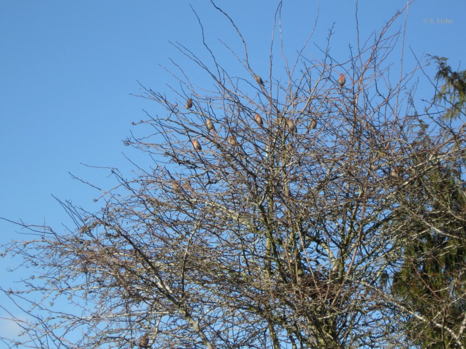 House finches in a tree