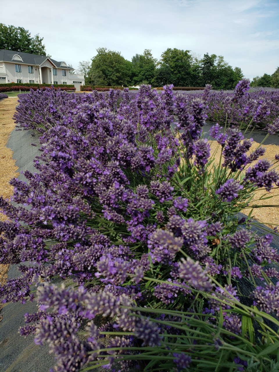 Lavenderland