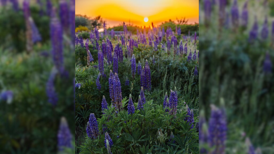 lupines-in-sunset