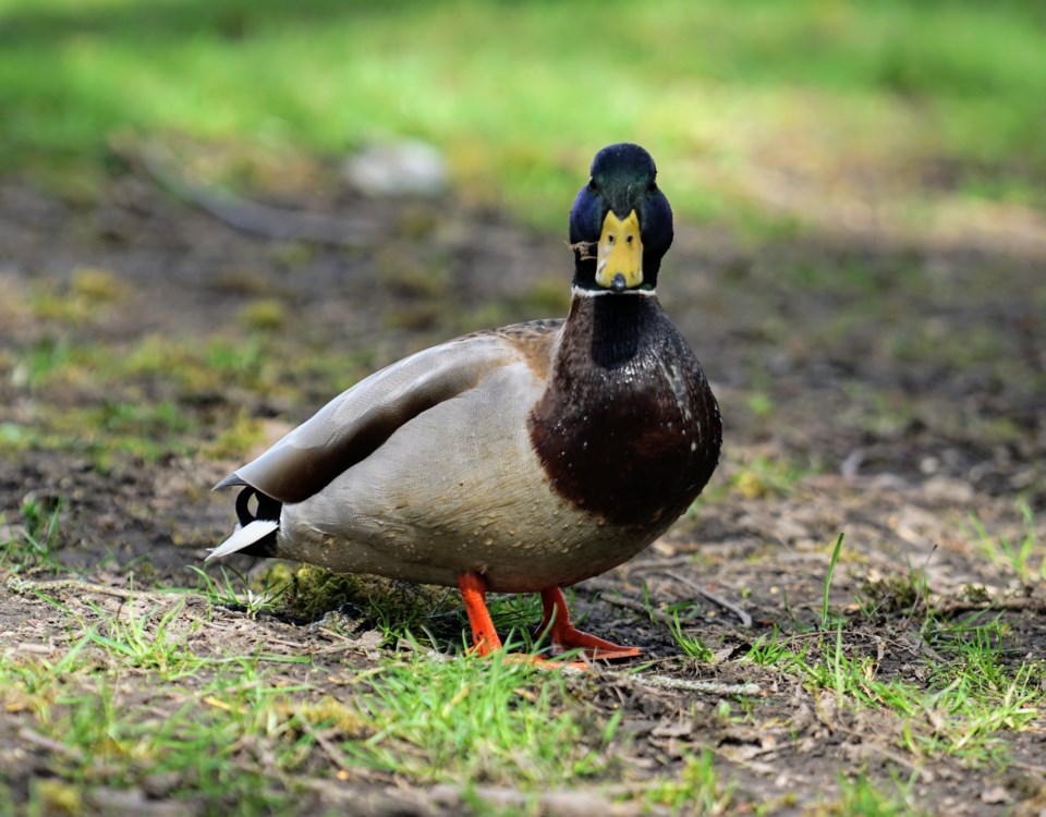 Mallard duck