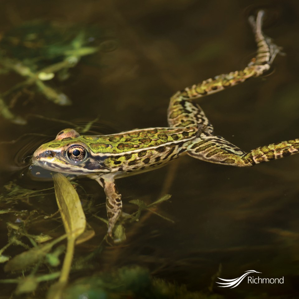 Northern Leopard Frog