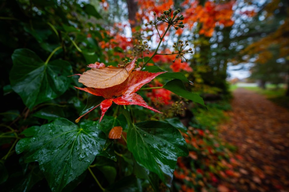 A rainy day at Terra Nova Community Park.