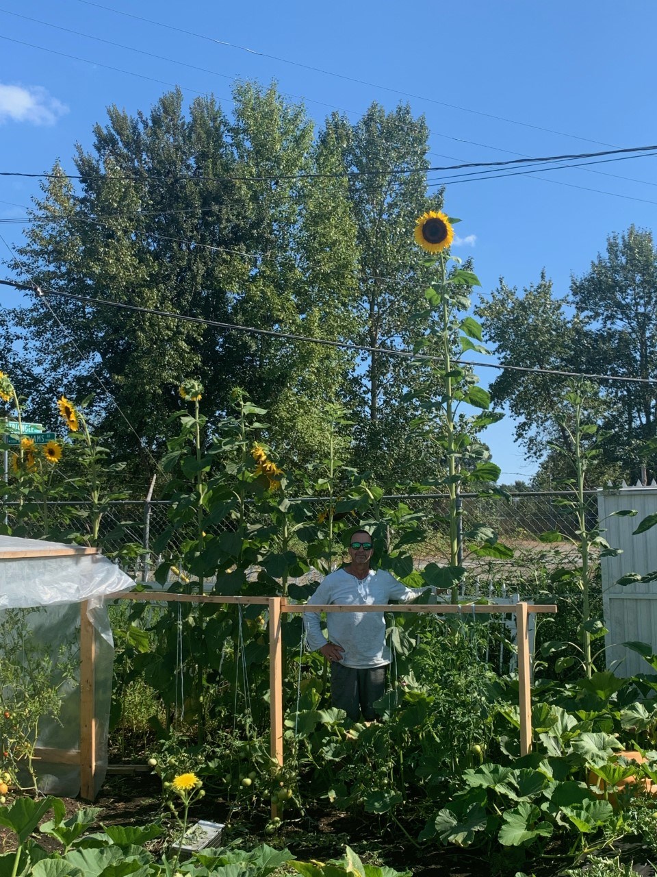 Richmond sunflower - tall