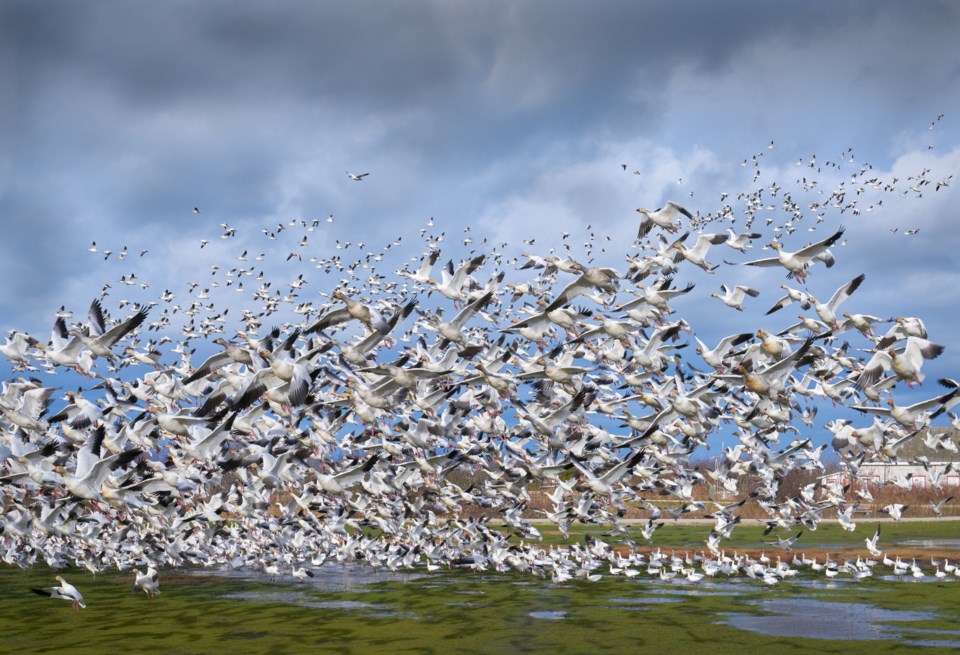 Snow geese garry point park