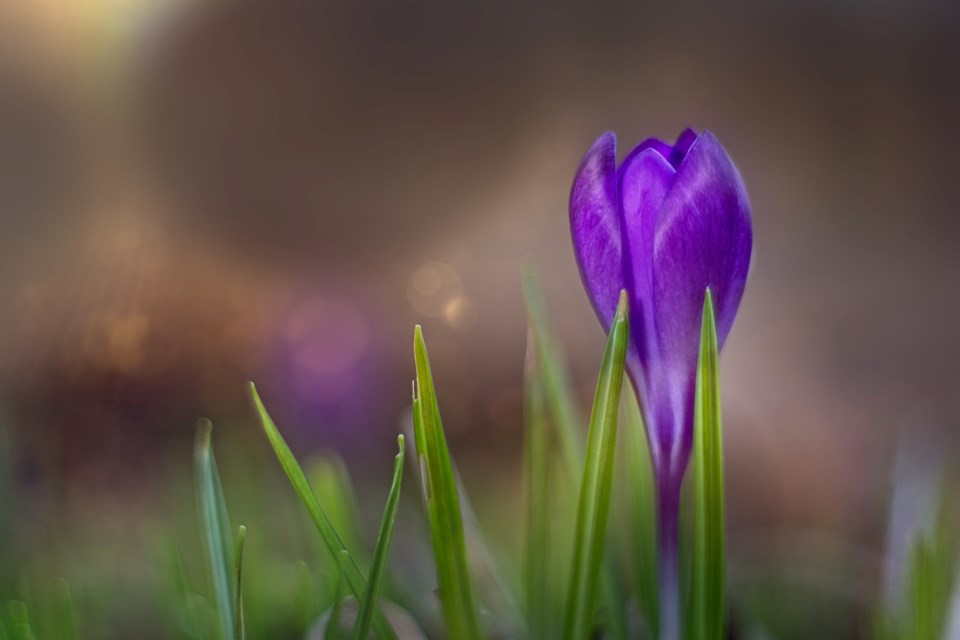 A crocus signifying the arrival of spring.