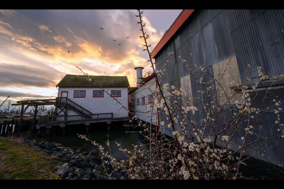 Sunset in Steveston Village in spring.