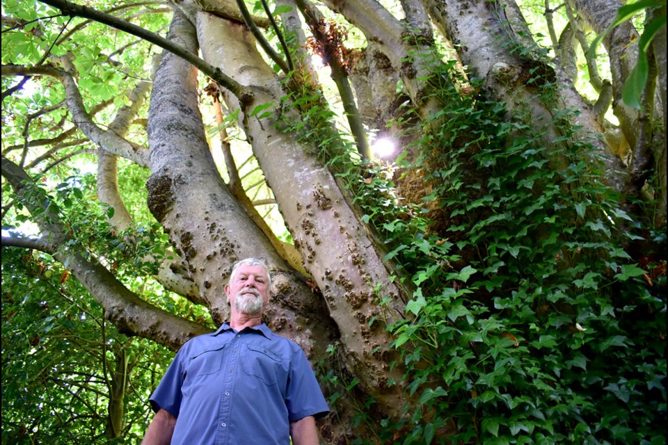 Trevor Stickler is worried this massive chestnut tree will be cut down when the property it's located on is subdivided for three homes.