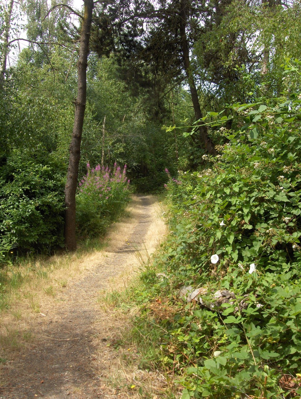 Trail in Odlinwood