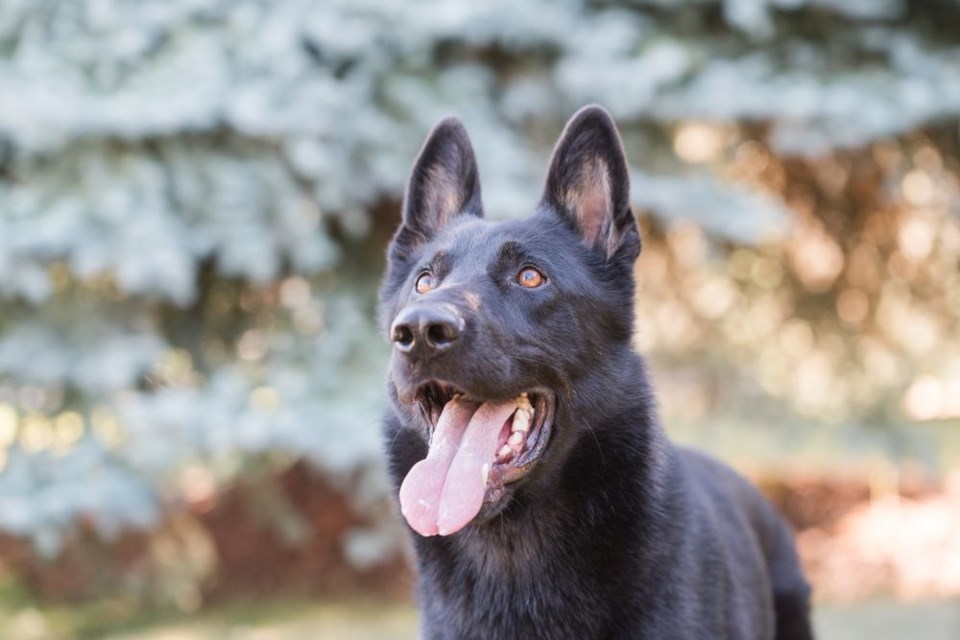 Police dog Rebel was stabbed in Richmond early Wednesday. He was in stable condition and recovery appeared "favourable," said RCMP.