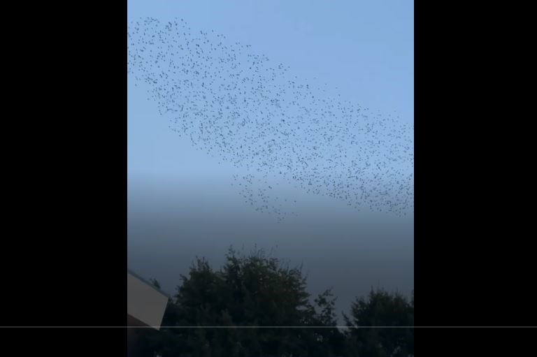 A Richmond News reader captured this lovely video of a large flock of birds swooping in the city centre on the weekend.