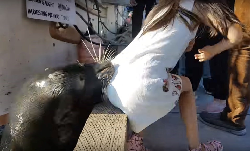 The moment the sea lion grabbed a young girl at Steveston Harbour and pulled her into the water in May, 2017