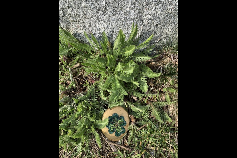 A Richmondite picked up some rocks, painted four-leaf clovers on them and placed the painted rocks around Garry Point Park. Photo submitted
