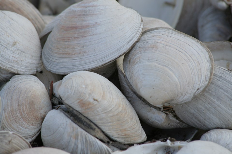 Clams