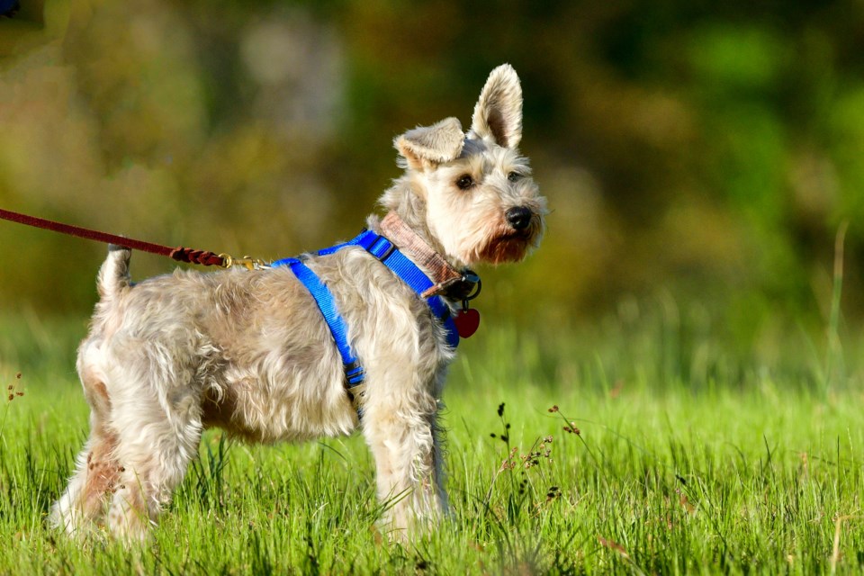 Dog on leash