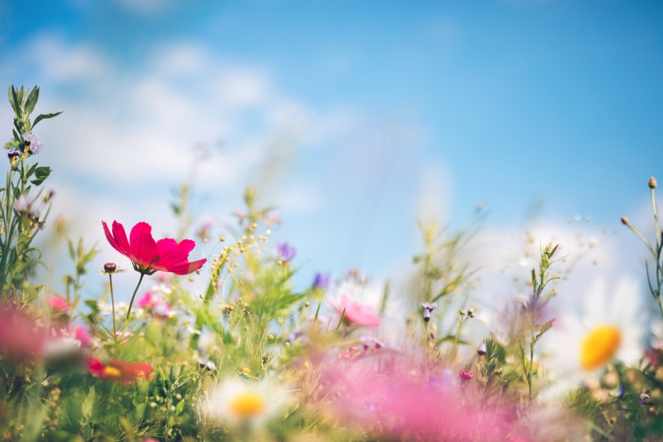 flowers-garden-stock-image